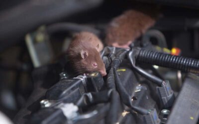 Elektromos patkányriasztó: milyen károkat előzhetünk meg vele?