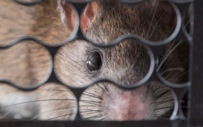 Vegyszerek helyett ultrahang: zöld megoldás a rágcsálóproblémára